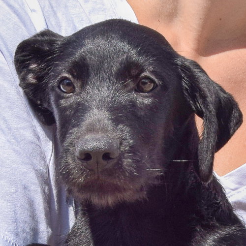 Zara, Irish Wolfhound / Black Labrador Retriever / Mixed