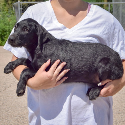 Zara, an adoptable Irish Wolfhound / Black Labrador Retriever / Mixed at Animal House Shelter — photo 2