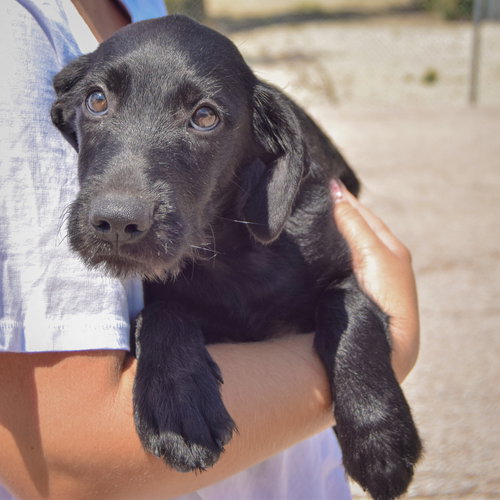 Zara, an adoptable Irish Wolfhound / Black Labrador Retriever / Mixed at Animal House Shelter — photo 3