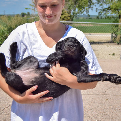 Zara, an adoptable Irish Wolfhound / Black Labrador Retriever / Mixed at Animal House Shelter — photo 4