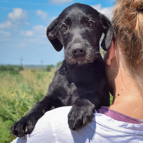 Zara, an adoptable Irish Wolfhound / Black Labrador Retriever / Mixed at Animal House Shelter — photo 5