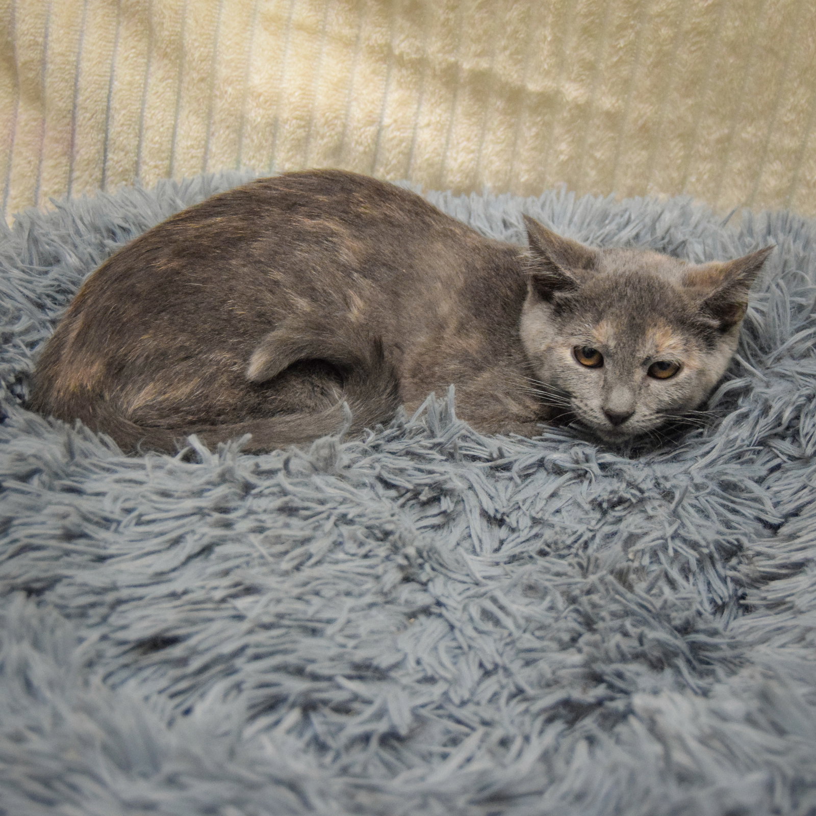 Laverne, photo 2