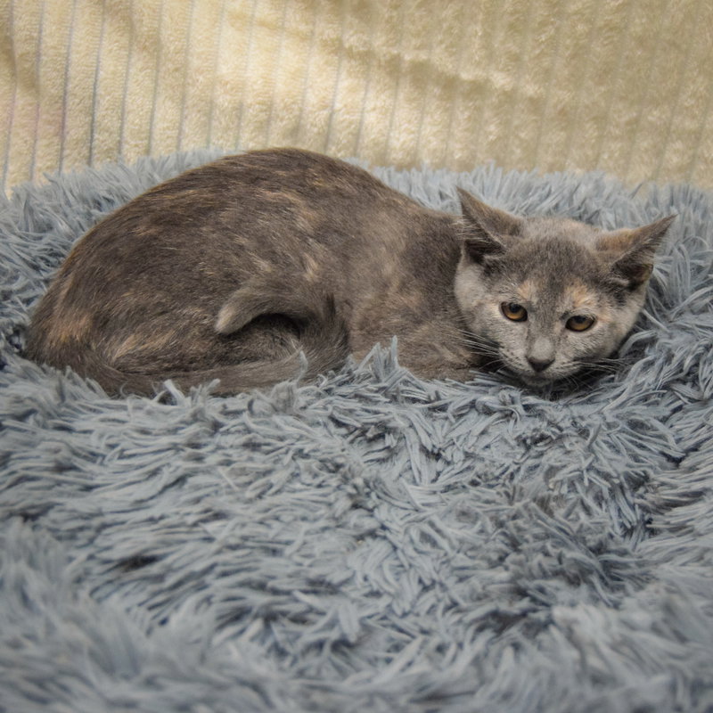 Laverne, photo 2