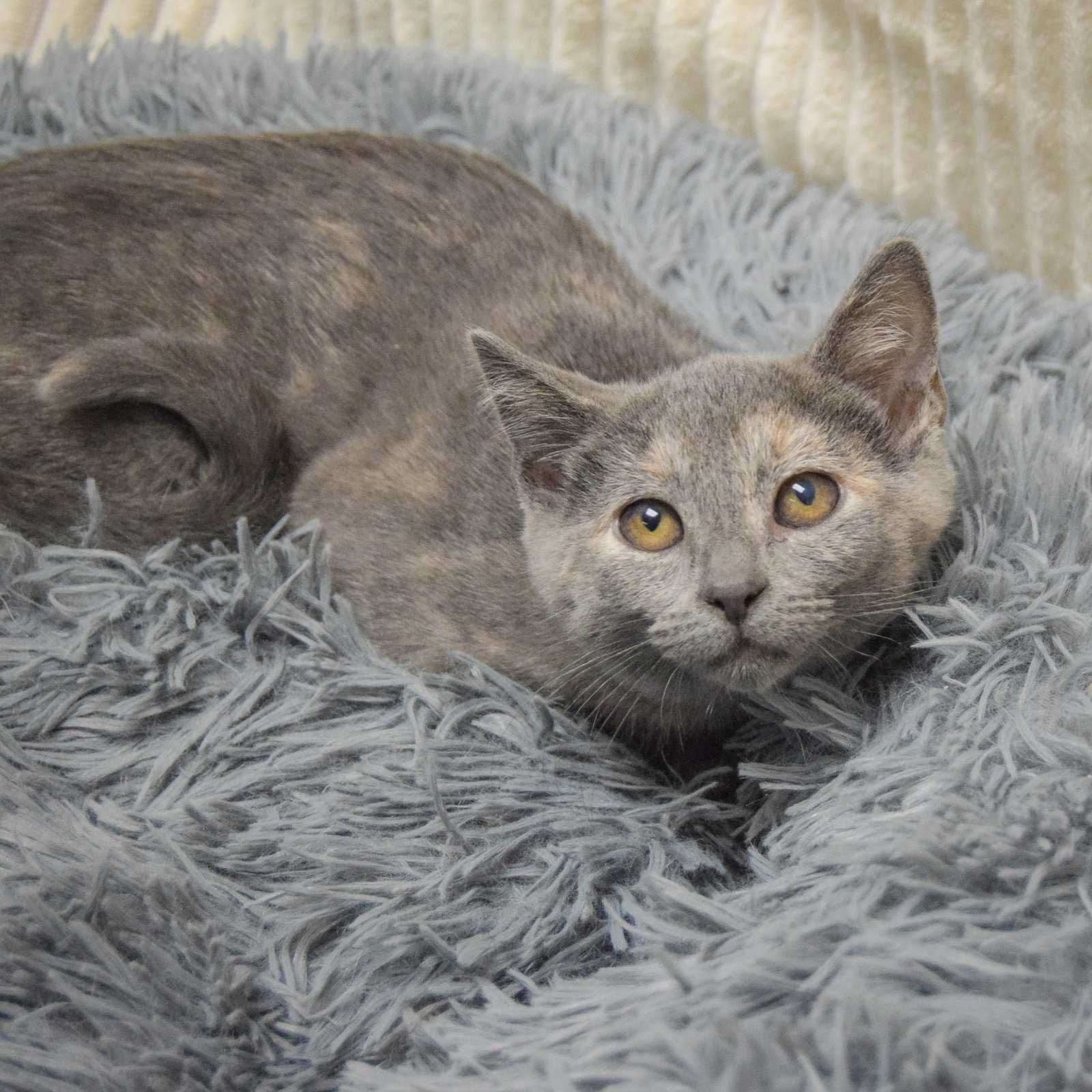 Laverne, photo 3
