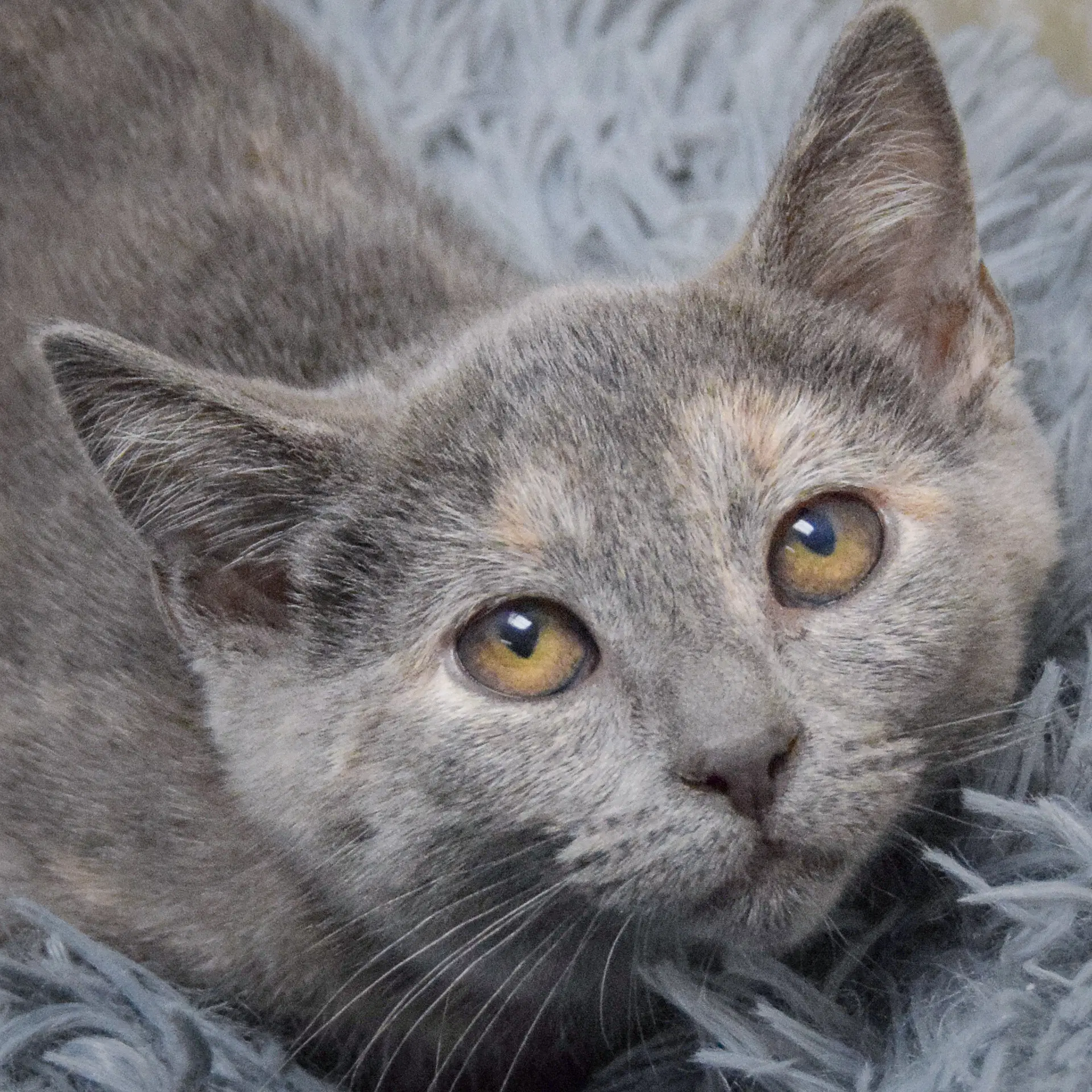 Laverne - Dilute Tortoiseshell
