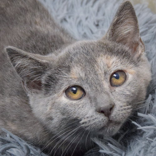 Laverne, a cat for adoption from Animal House Shelter, Inc.