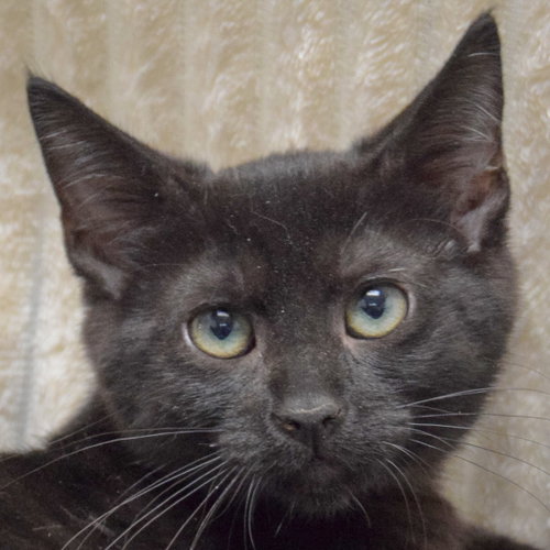 Shirley, a cat for adoption from Animal House Shelter, Inc.