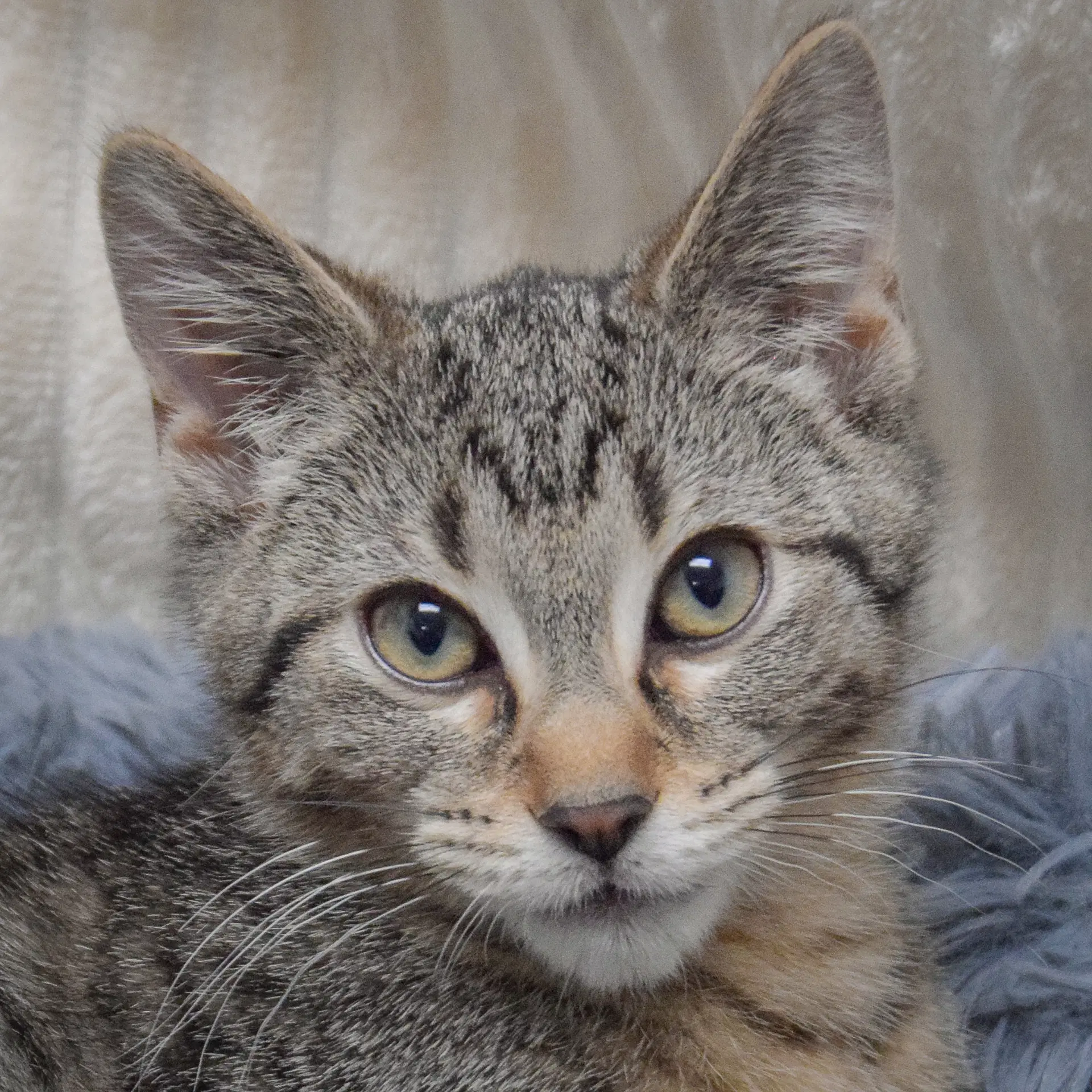 Alex - Tabby