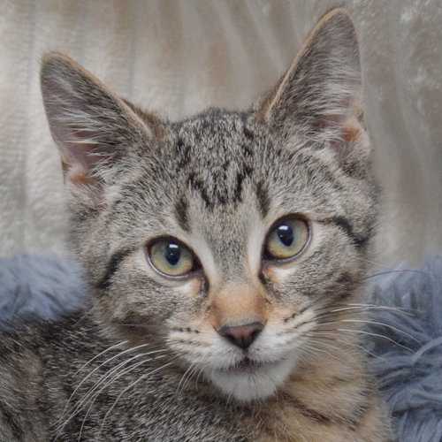 Alex, a cat for adoption from Animal House Shelter, Inc.