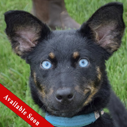 Aries, Australian Shepherd / Australian Kelpie / Mixed