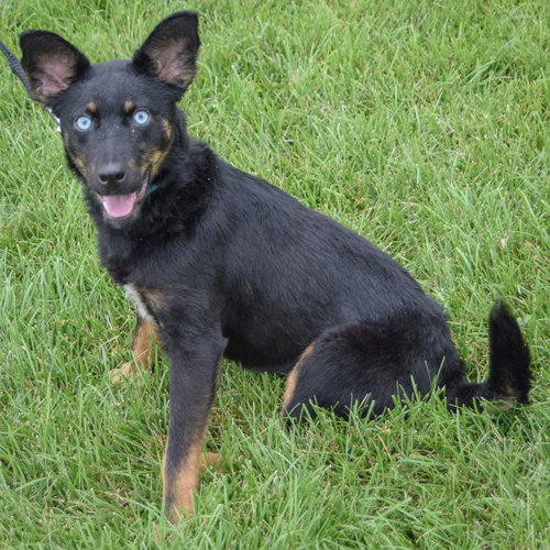 Aries, an adoptable Australian Shepherd / Australian Kelpie / Mixed at Animal House Shelter — photo 2