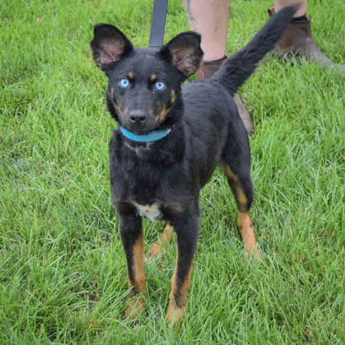 Aries, an adoptable Australian Shepherd / Australian Kelpie / Mixed at Animal House Shelter — photo 3