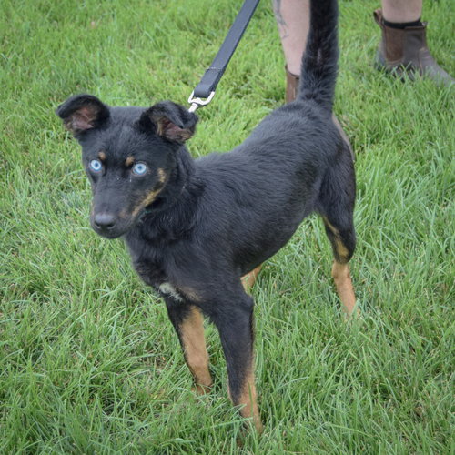 Aries, an adoptable Australian Shepherd / Australian Kelpie / Mixed at Animal House Shelter — photo 4