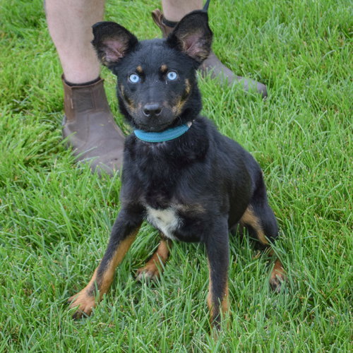 Aries, an adoptable Australian Shepherd / Australian Kelpie / Mixed at Animal House Shelter — photo 5