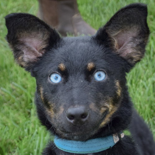 Aries, an adoptable Australian Shepherd / Australian Kelpie / Mixed at Animal House Shelter — photo 6