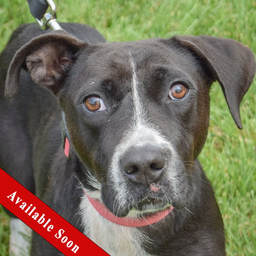 Josie, Pointer / Black Labrador Retriever / Mixed