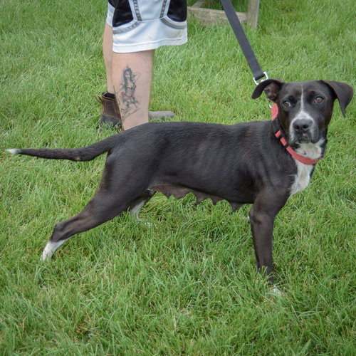 Josie, an adoptable Pointer / Black Labrador Retriever / Mixed at Animal House Shelter — photo 2