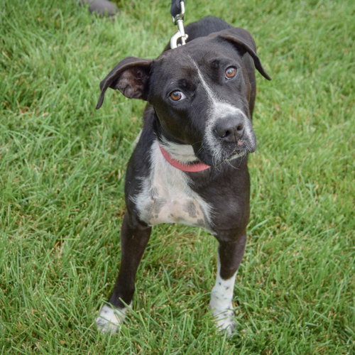 Josie, an adoptable Pointer / Black Labrador Retriever / Mixed at Animal House Shelter — photo 3