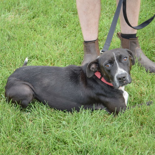 Josie, an adoptable Pointer / Black Labrador Retriever / Mixed at Animal House Shelter — photo 4