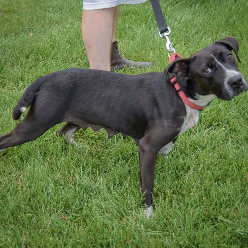 Josie, an adoptable Pointer / Black Labrador Retriever / Mixed at Animal House Shelter — photo 5