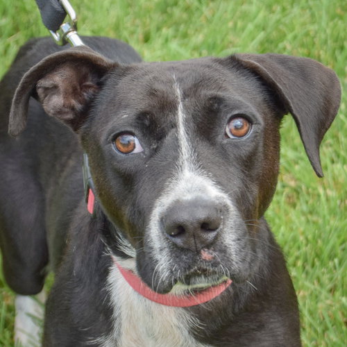 Josie, an adoptable Pointer / Black Labrador Retriever / Mixed at Animal House Shelter — photo 6