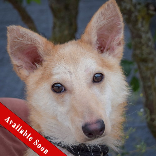 Baby Dragon, Shiba Inu / Shetland Sheepdog Sheltie / Mixed