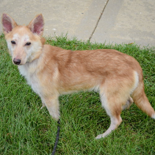 Baby Dragon, an adoptable Shiba Inu / Shetland Sheepdog Sheltie / Mixed at Animal House Shelter — photo 2