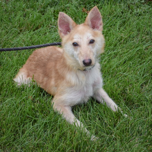Baby Dragon, an adoptable Shiba Inu / Shetland Sheepdog Sheltie / Mixed at Animal House Shelter — photo 3