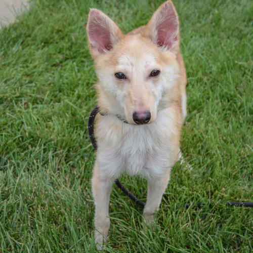 Baby Dragon, an adoptable Shiba Inu / Shetland Sheepdog Sheltie / Mixed at Animal House Shelter — photo 4