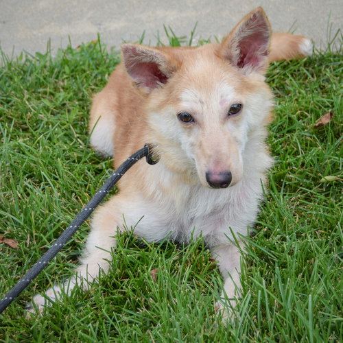 Baby Dragon, an adoptable Shiba Inu / Shetland Sheepdog Sheltie / Mixed at Animal House Shelter — photo 5