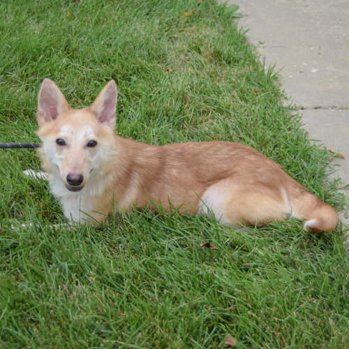 Baby Dragon, an adoptable Shiba Inu / Shetland Sheepdog Sheltie / Mixed at Animal House Shelter — photo 6