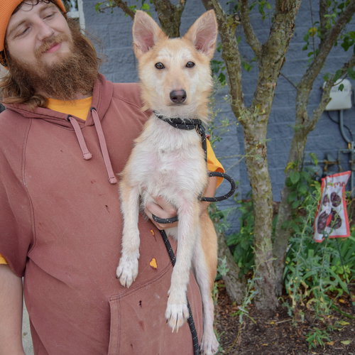 Baby Dragon, an adoptable Shiba Inu / Shetland Sheepdog Sheltie / Mixed at Animal House Shelter — photo 7