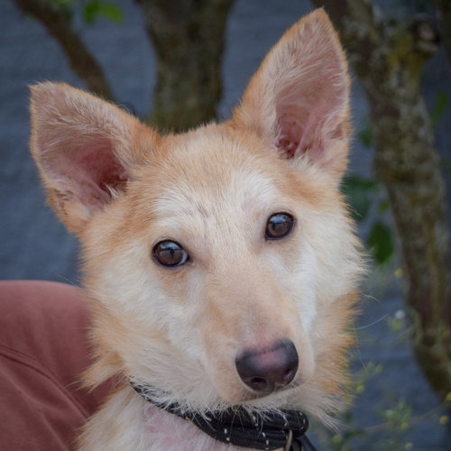 Baby Dragon, an adoptable Shiba Inu / Shetland Sheepdog Sheltie / Mixed at Animal House Shelter — photo 8