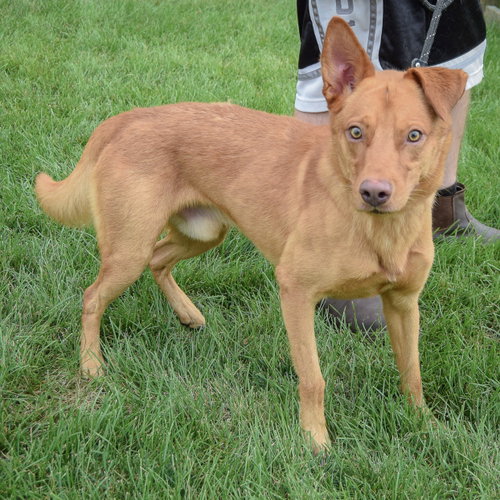 Snoop, an adoptable Golden Retriever / German Shepherd Dog / Mixed at Animal House Shelter — photo 2