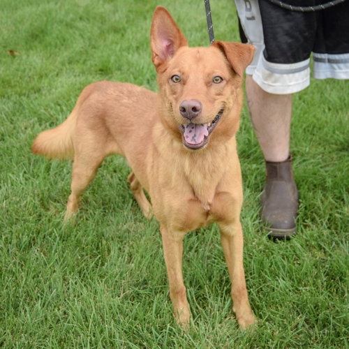 Snoop, an adoptable Golden Retriever / German Shepherd Dog / Mixed at Animal House Shelter — photo 3