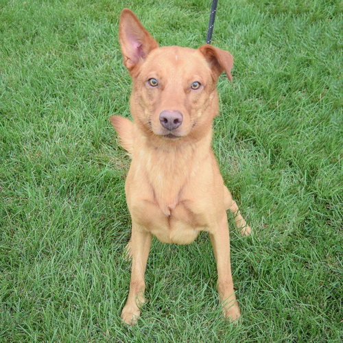 Snoop, an adoptable Golden Retriever / German Shepherd Dog / Mixed at Animal House Shelter — photo 4