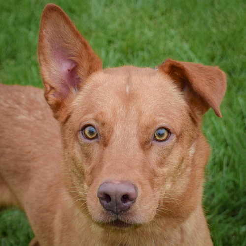 Snoop, Golden Retriever / German Shepherd Dog / Mixed