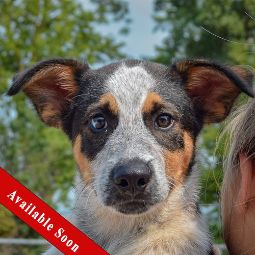 Duke, Red Heeler / Beagle / Mixed