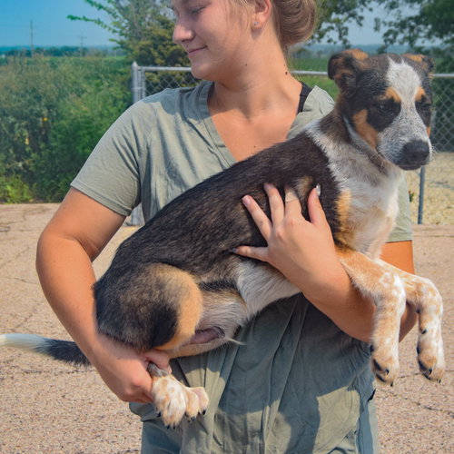 Duke, an adoptable Red Heeler / Beagle / Mixed at Animal House Shelter — photo 2