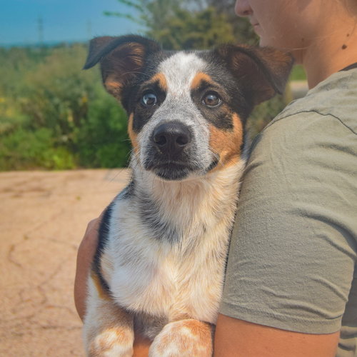 Duke, an adoptable Red Heeler / Beagle / Mixed at Animal House Shelter — photo 3