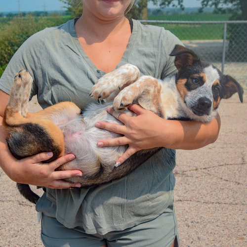 Duke, an adoptable Red Heeler / Beagle / Mixed at Animal House Shelter — photo 4