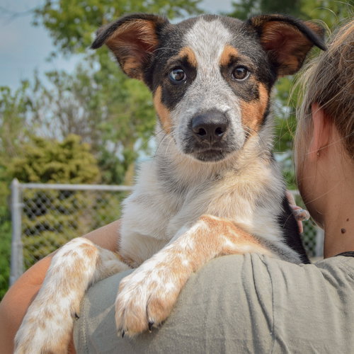 Duke, an adoptable Red Heeler / Beagle / Mixed at Animal House Shelter — photo 5