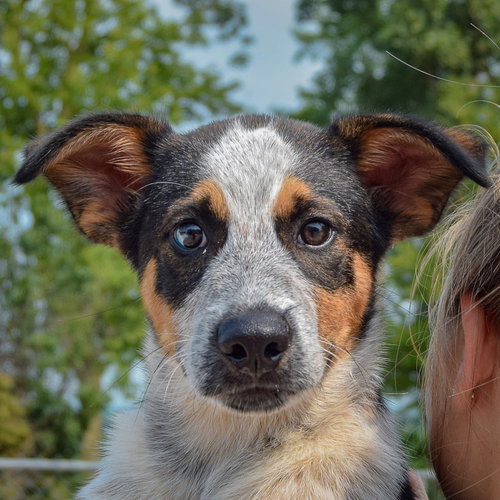 Duke, an adoptable Red Heeler / Beagle / Mixed at Animal House Shelter — photo 6