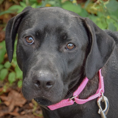 Bell, Black Labrador Retriever / American Staffordshire Terrier / Mixed