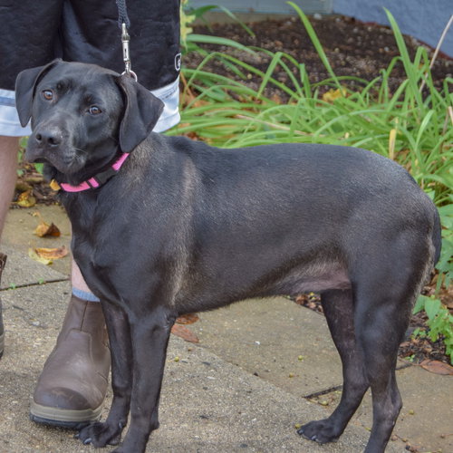 Bell, an adoptable Black Labrador Retriever / American Staffordshire Terrier / Mixed at Animal House Shelter — photo 2