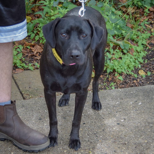 Bell, an adoptable Black Labrador Retriever / American Staffordshire Terrier / Mixed at Animal House Shelter — photo 3