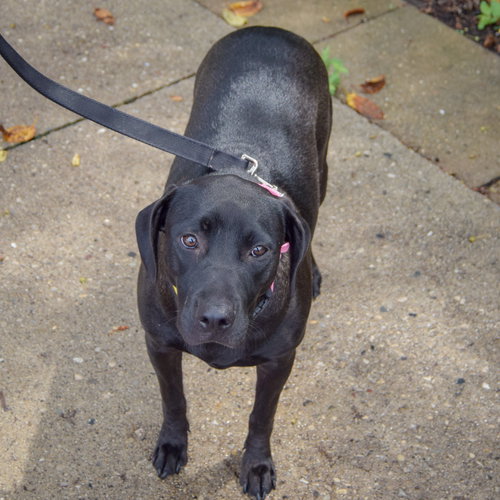 Bell, an adoptable Black Labrador Retriever / American Staffordshire Terrier / Mixed at Animal House Shelter — photo 4