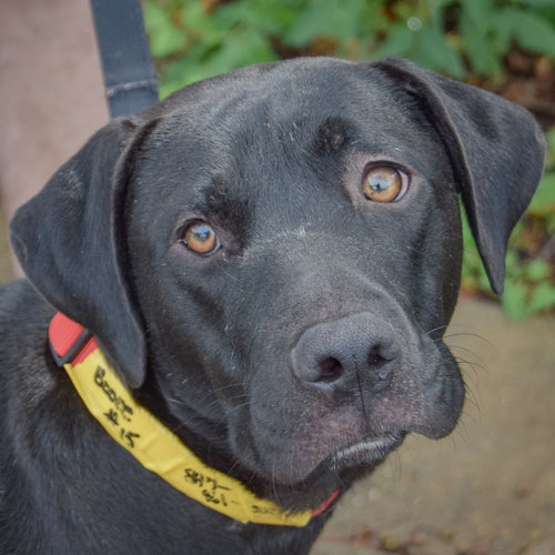 Boone, Black Labrador Retriever / American Staffordshire Terrier / Mixed