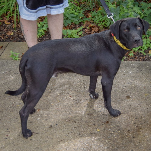 Boone, an adoptable Black Labrador Retriever / American Staffordshire Terrier / Mixed at Animal House Shelter — photo 2