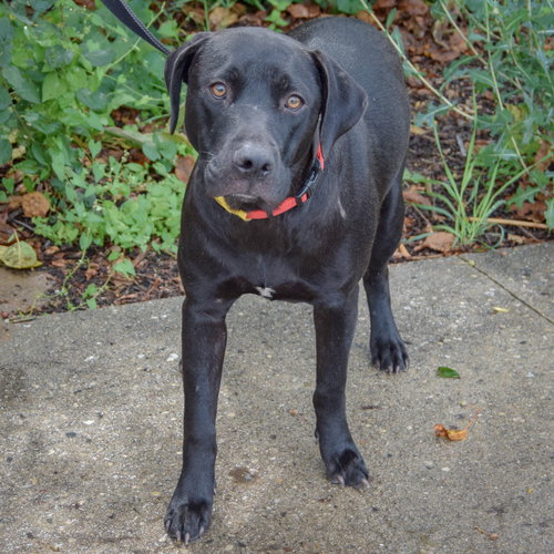 Boone, an adoptable Black Labrador Retriever / American Staffordshire Terrier / Mixed at Animal House Shelter — photo 3